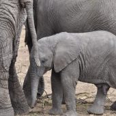  The Serengeti, TZ